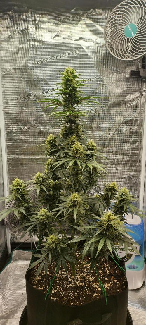 Sour Jealousy Auto 7 Gallon Growbag. Week 8