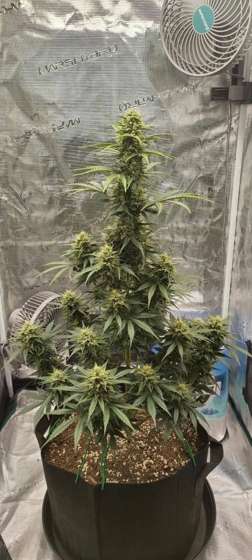 Sour Jealousy Auto 7 Gallon Growbag. Week 9