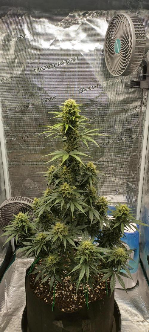 Sour Jealousy Auto 7 Gallon Growbag. Week 9