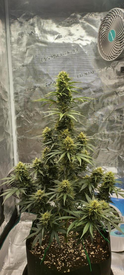 Sour Jealousy Auto 7 Gallon Growbag. Week 9