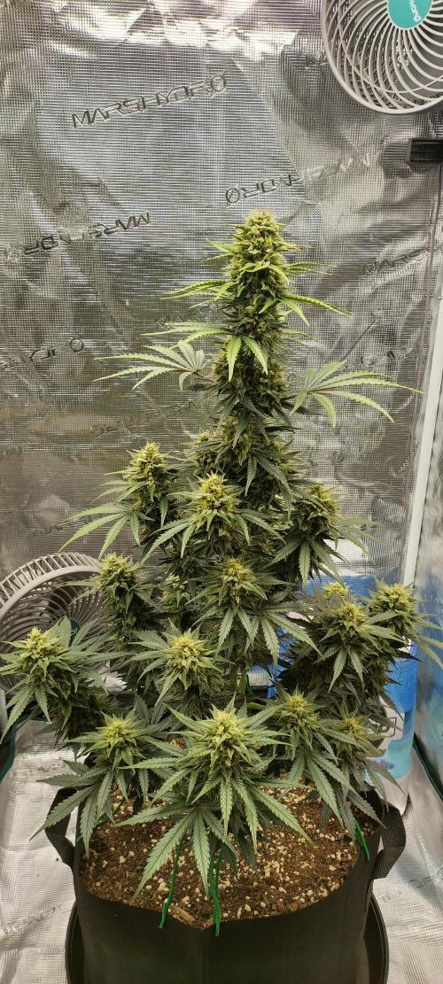 Sour Jealousy Auto 7 Gallon Growbag. Week 9