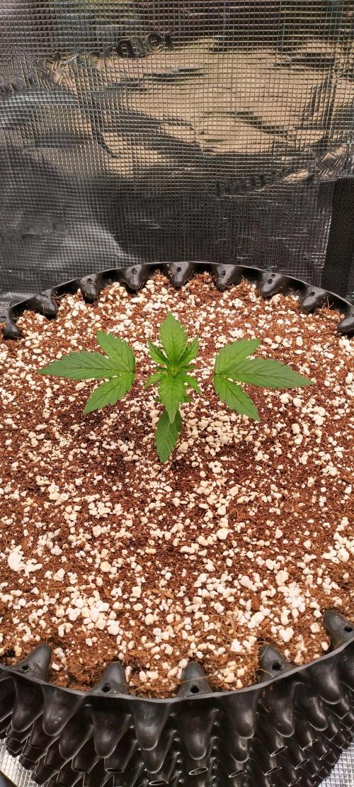 Gelato Auto 42. Week 2