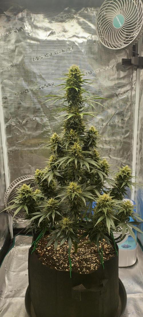 Sour Jealousy Auto 7 Gallon Growbag. Week 9