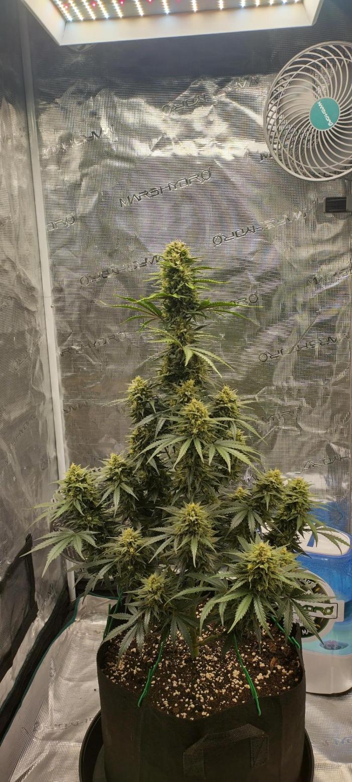 Sour Jealousy Auto 7 Gallon Growbag. Week 10