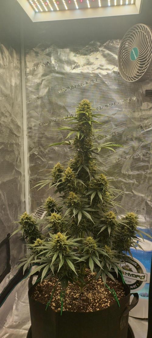 Sour Jealousy Auto 7 Gallon Growbag. Week 10