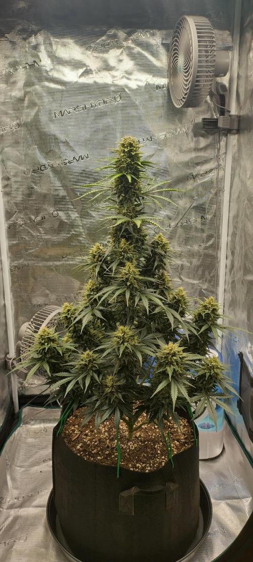 Sour Jealousy Auto 7 Gallon Growbag. Week 10