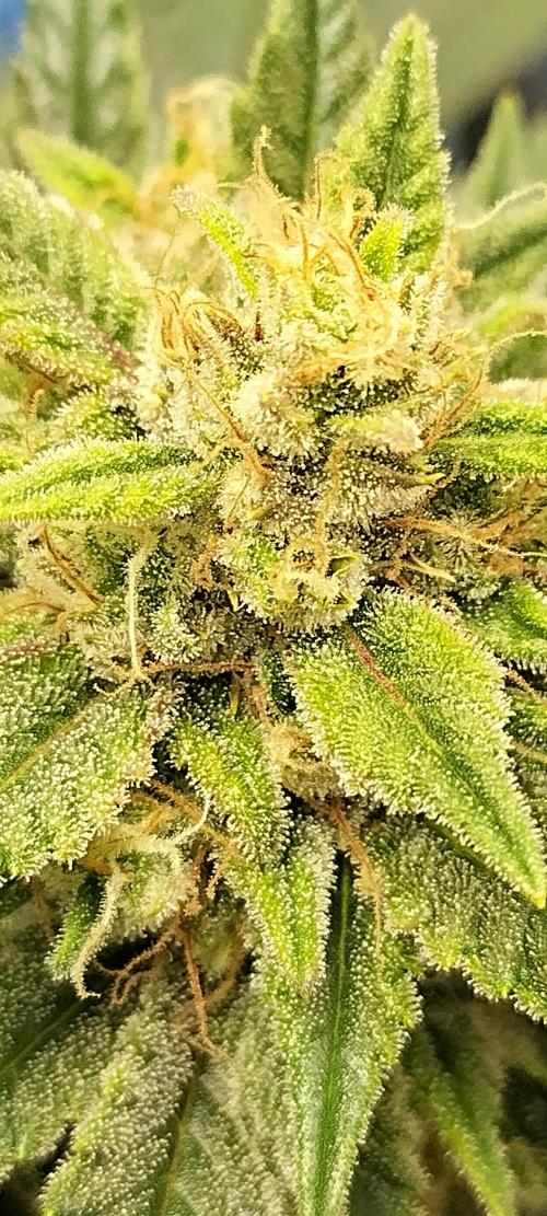 Sour Jealousy Auto 7 Gallon Growbag. Week 10