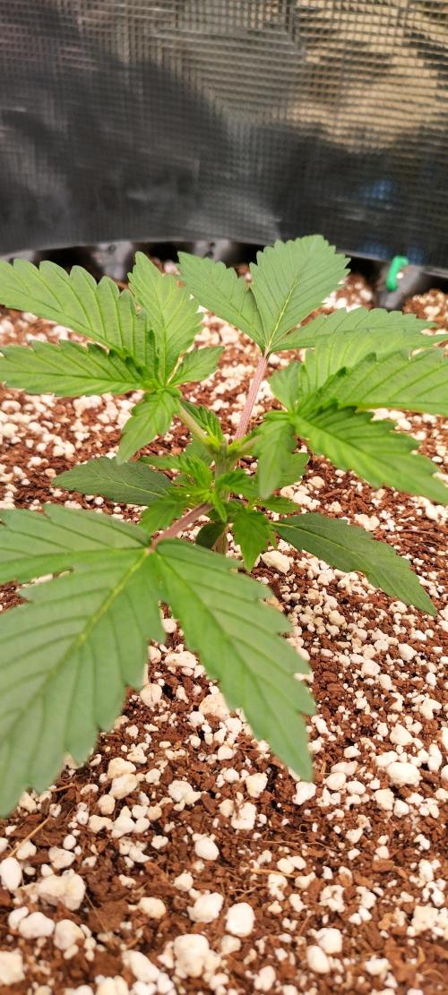 Gelato Auto 42. Week 3