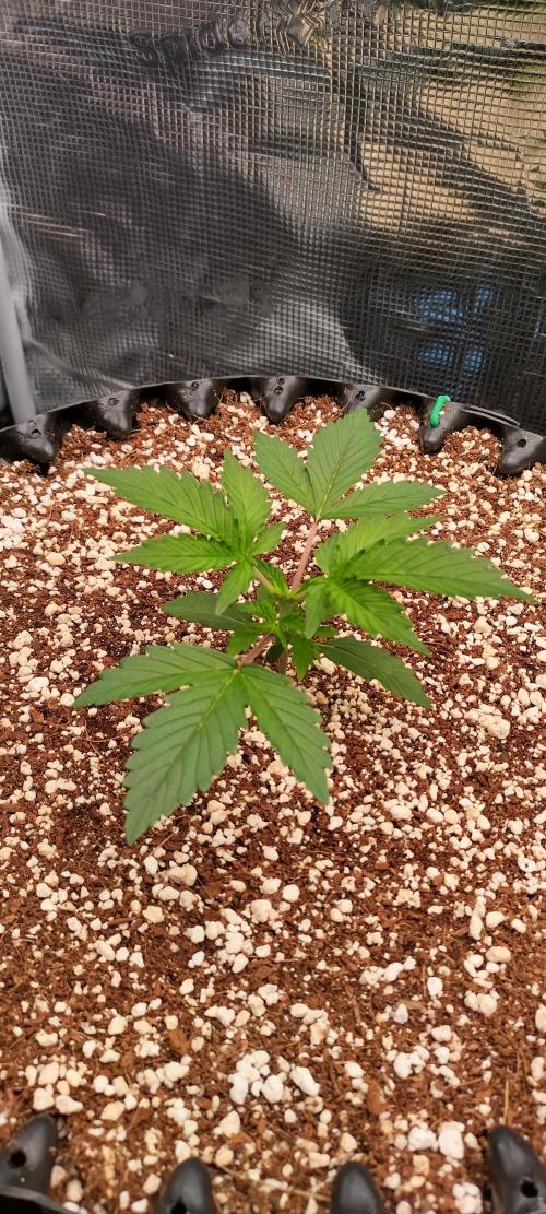 Gelato Auto 42. Week 3