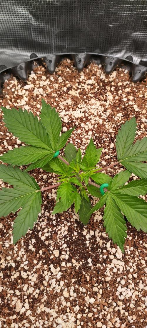 Gelato Auto 42. Week 3