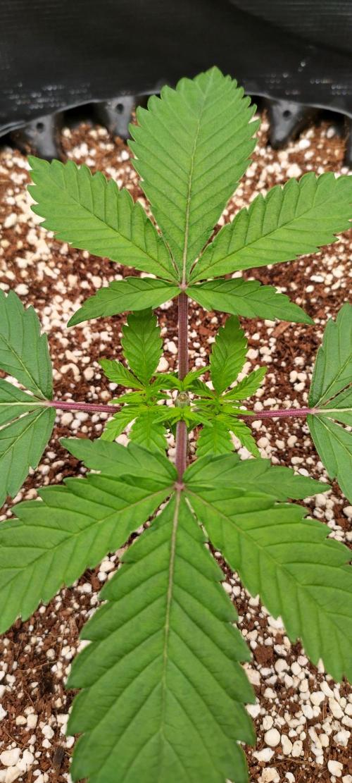 Super Lemon Haze Twins. Week 3