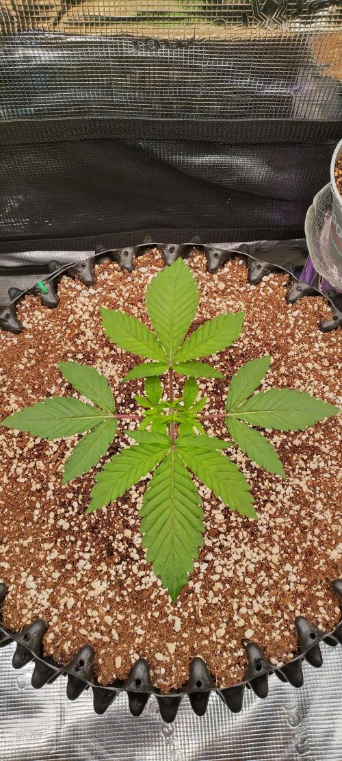 Super Lemon Haze Twins. Week 3