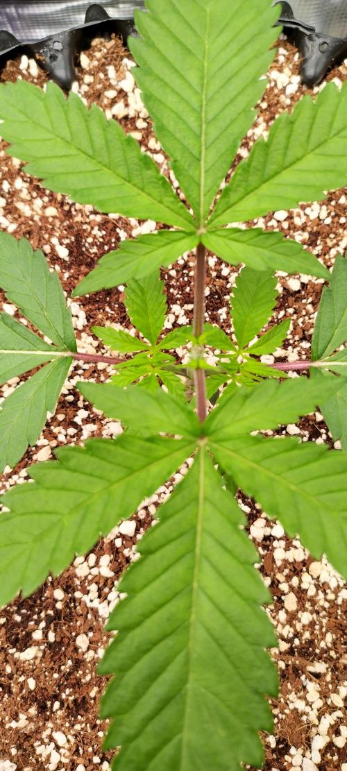 Super Lemon Haze Twins. Week 3