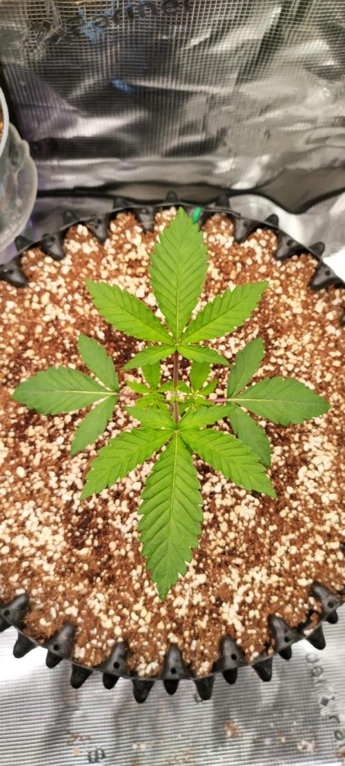 Super Lemon Haze Twins. Week 3