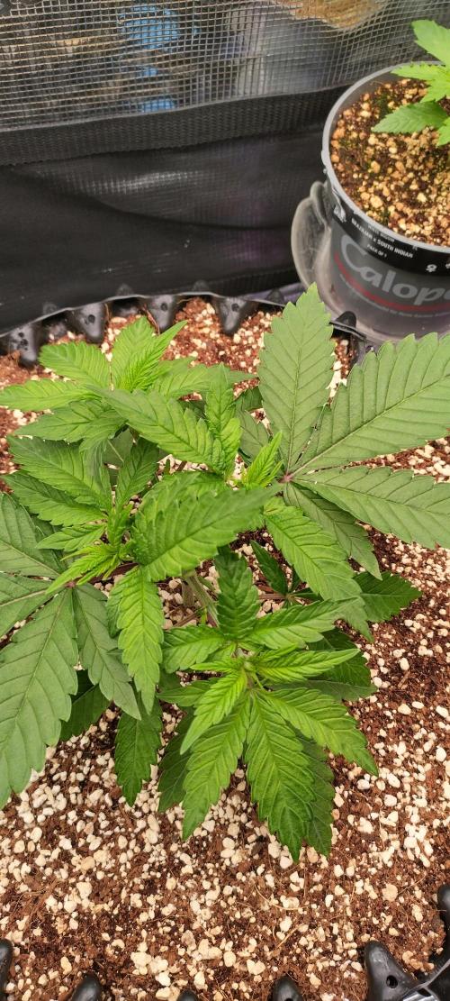 Super Lemon Haze Twins. Week 3