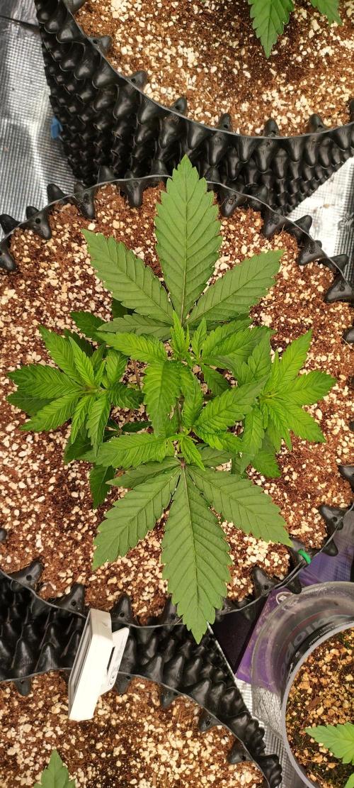 Super Lemon Haze Twins. Week 3