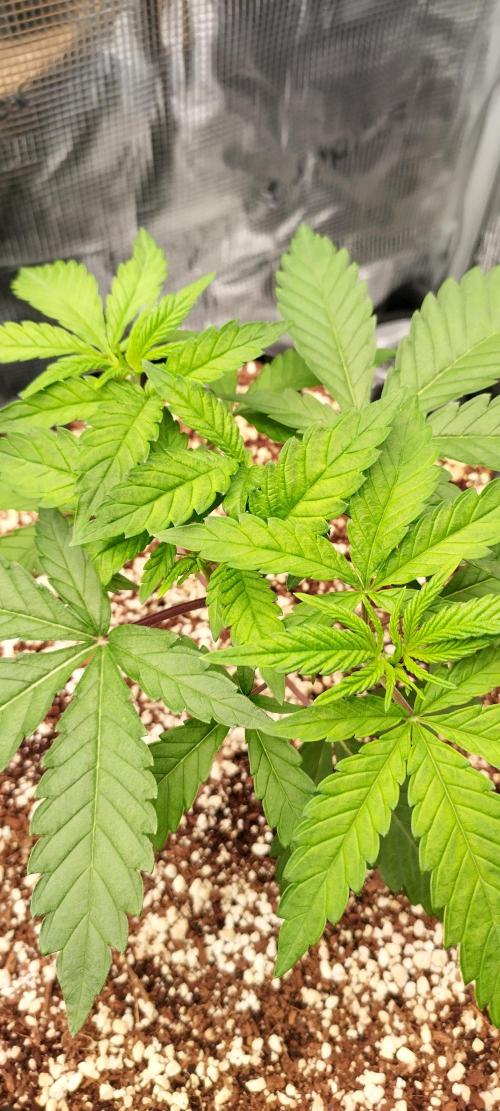 Super Lemon Haze Twins. Week 3