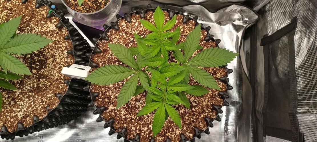 Super Lemon Haze Twins. Week 3