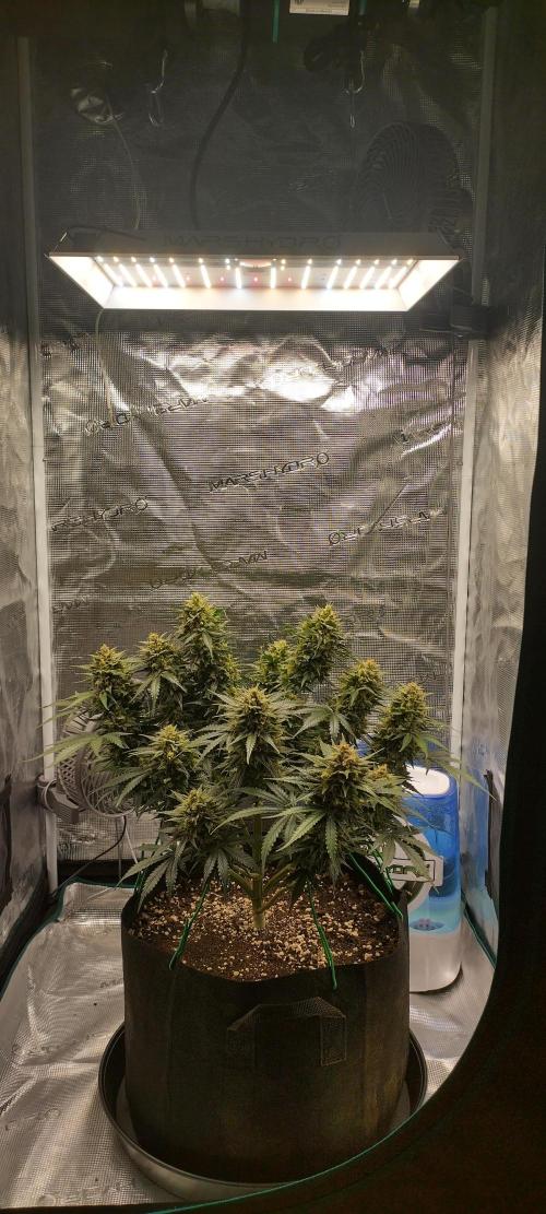 Sour Jealousy Auto 7 Gallon Growbag. Week 11