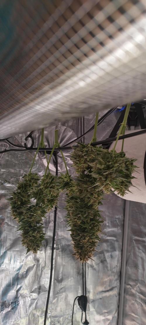 Sour Jealousy Auto 7 Gallon Growbag. Week 11