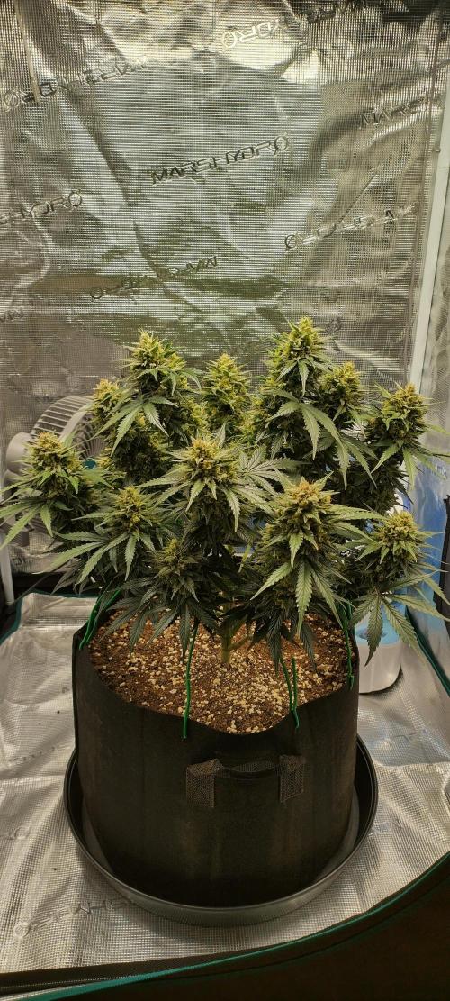 Sour Jealousy Auto 7 Gallon Growbag. Week 11