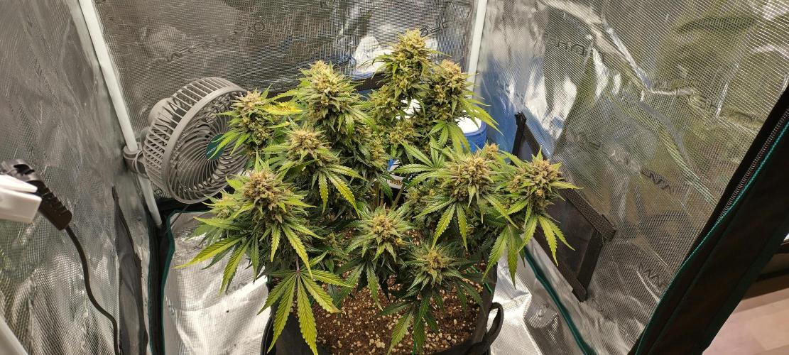 Sour Jealousy Auto 7 Gallon Growbag. Week 11