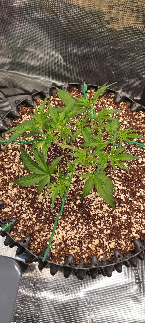 Gelato Auto 42. Week 4