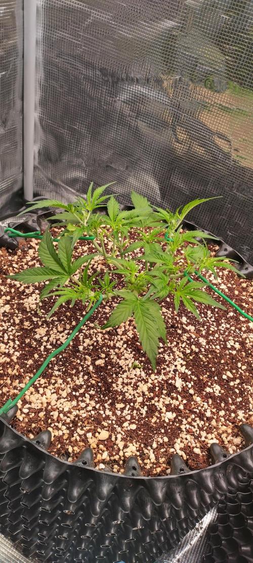 Gelato Auto 42. Week 4