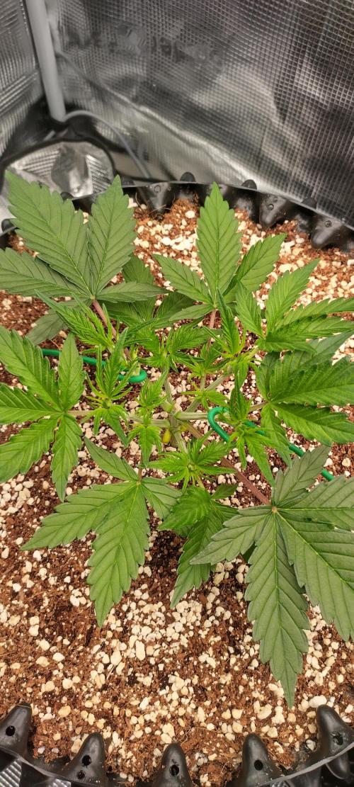 Gelato Auto 42. Week 4