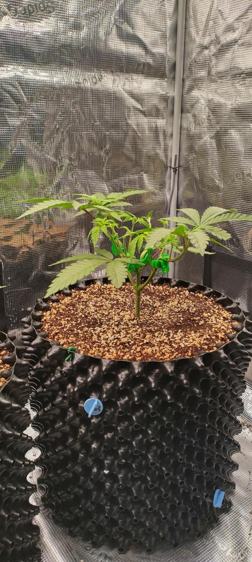 Super Lemon Haze Twins. Week 4