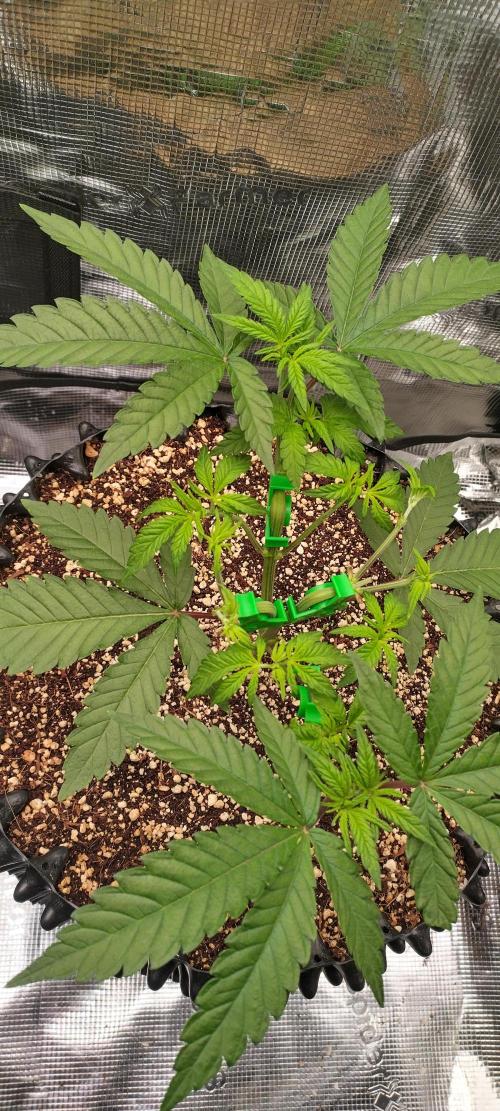 Super Lemon Haze Twins. Week 4