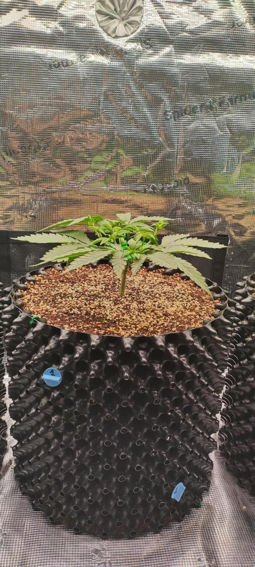 Super Lemon Haze Twins. Week 4