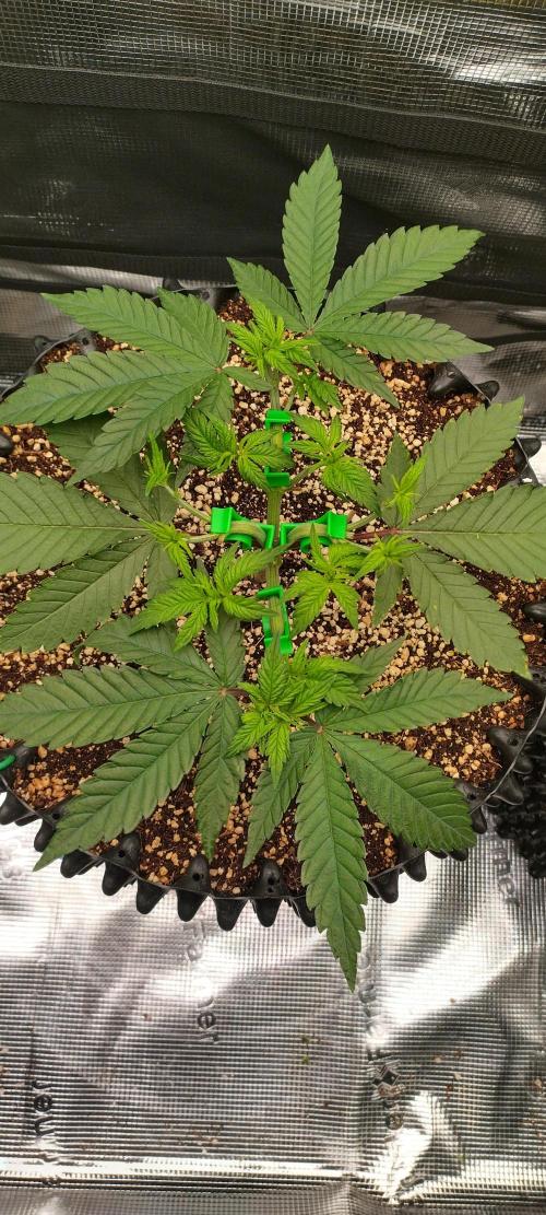 Super Lemon Haze Twins. Week 4