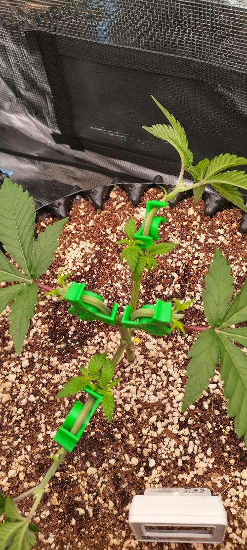 Super Lemon Haze Twins. Week 4