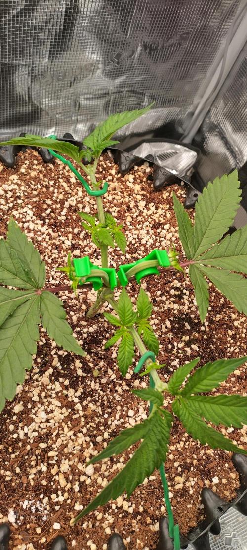 Super Lemon Haze Twins. Week 4