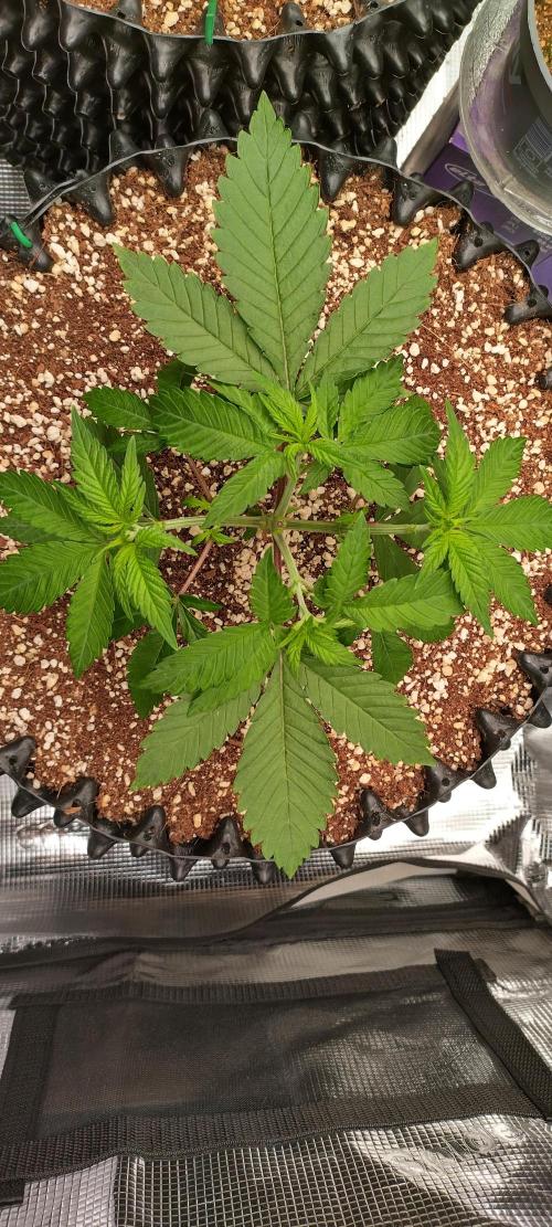 Super Lemon Haze Twins. Week 4