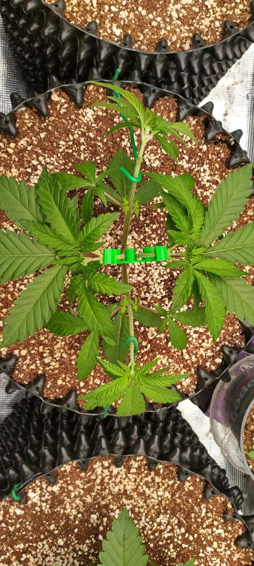 Super Lemon Haze Twins. Week 4