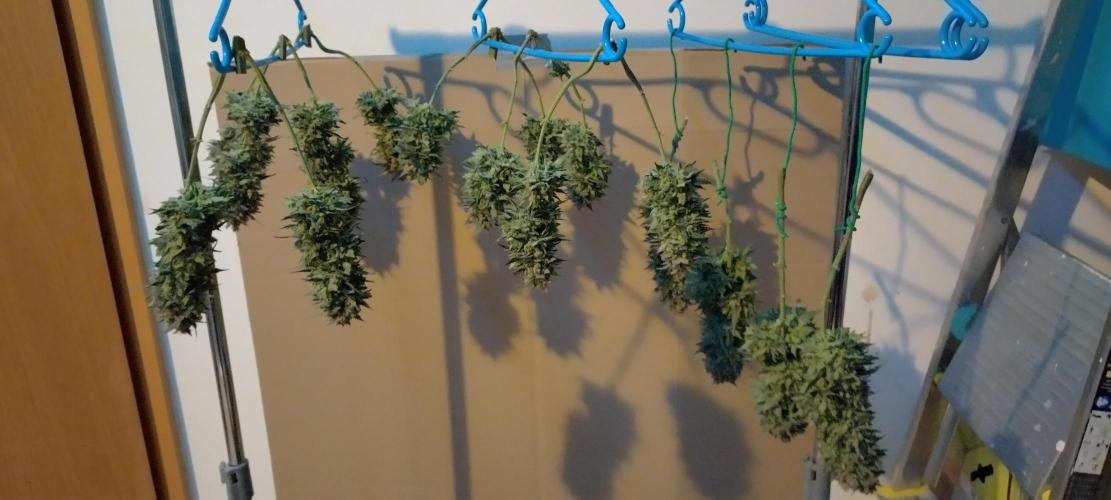 Sour Jealousy Auto 7 Gallon Growbag. Week 12