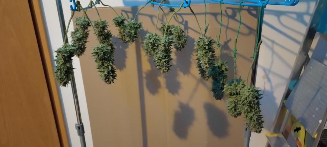 Sour Jealousy Auto 7 Gallon Growbag. Week 12