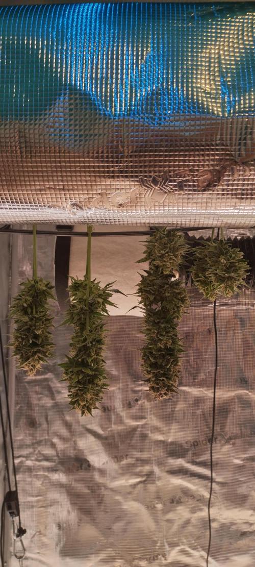 Sour Jealousy Auto 7 Gallon Growbag. Week 12