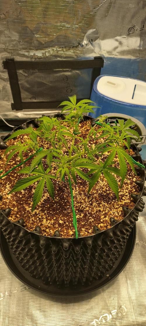 Gelato Auto 42. Week 5