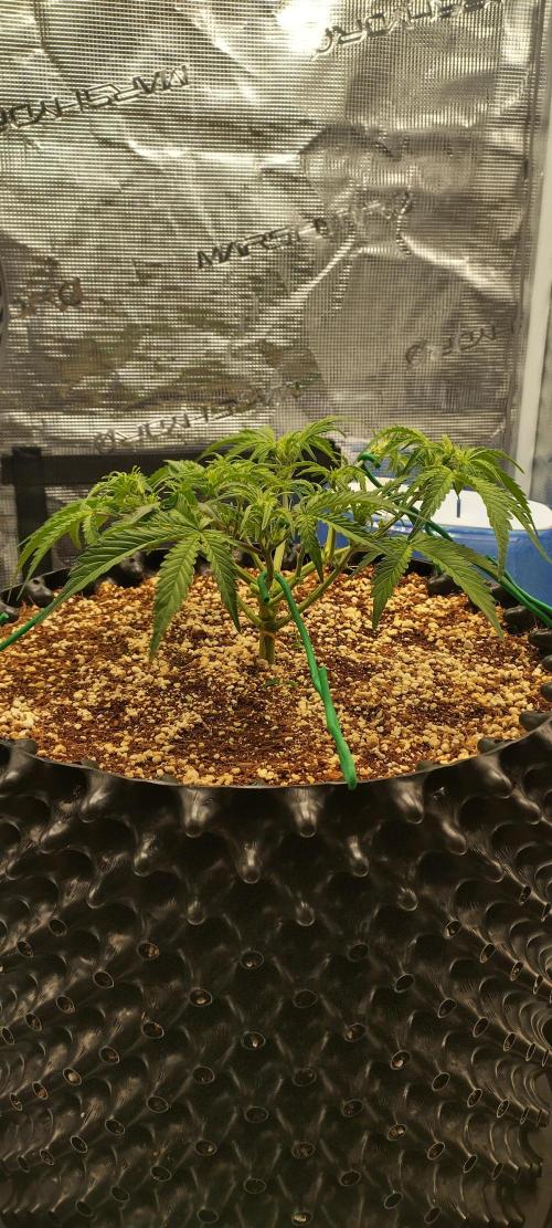 Gelato Auto 42. Week 5