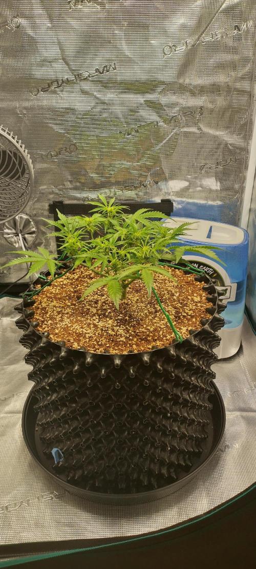 Gelato Auto 42. Week 5