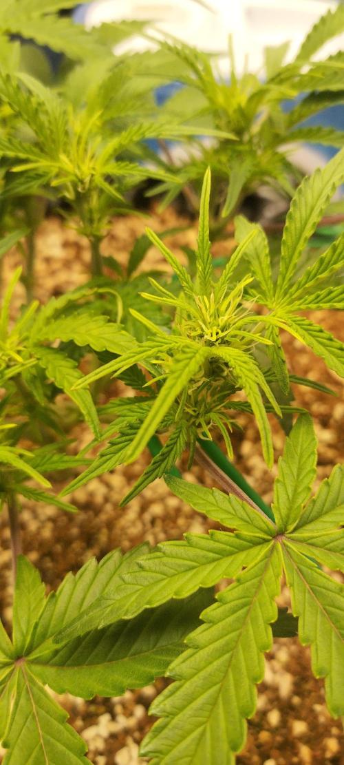 Gelato Auto 42. Week 5