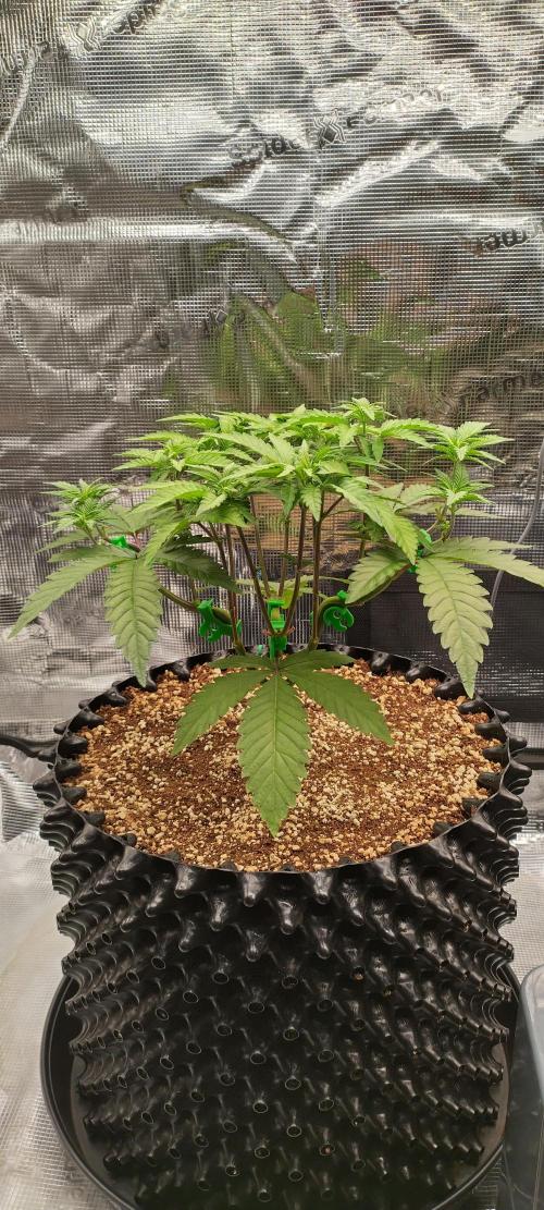 Super Lemon Haze Twins. Week 5