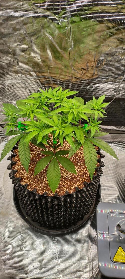 Super Lemon Haze Twins. Week 5