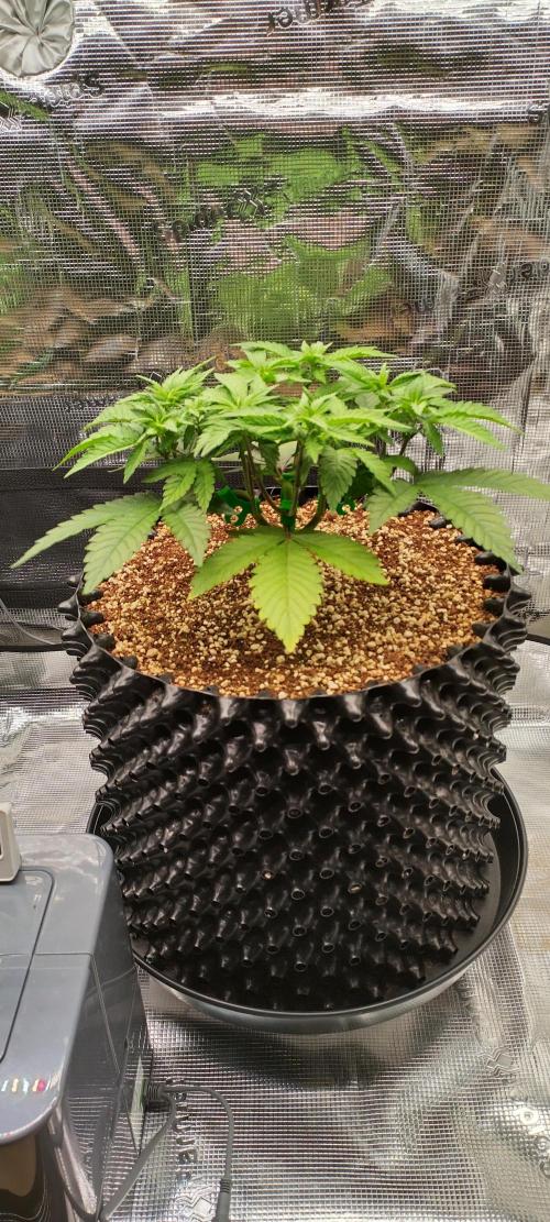 Super Lemon Haze Twins. Week 5