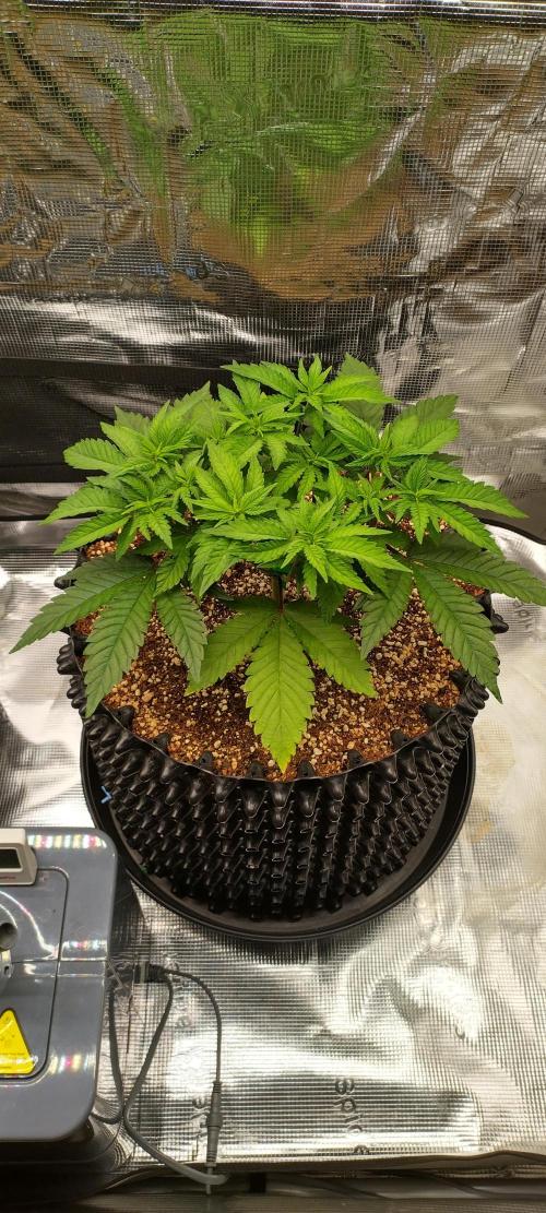 Super Lemon Haze Twins. Week 5