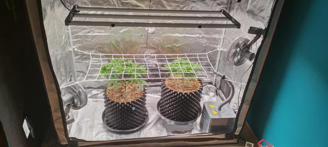 Super Lemon Haze Twins. Week 5