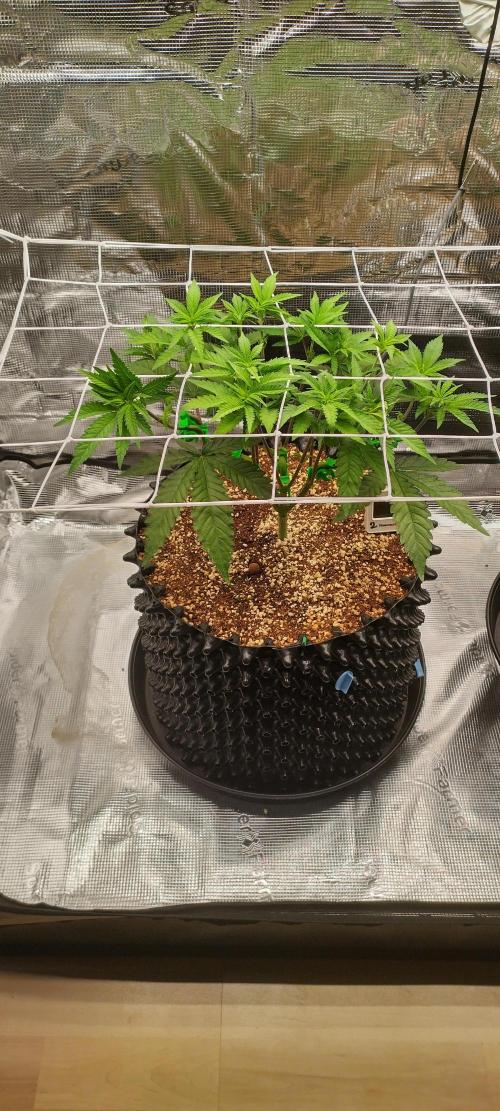 Super Lemon Haze Twins. Week 5